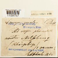 Pterogonium gracile image