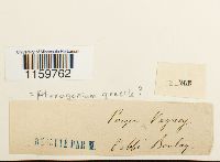 Pterogonium gracile image