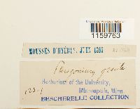 Pterogonium gracile image