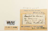 Pterogonium gracile image