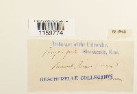 Pterogonium gracile image