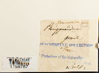 Pterogonium gracile image