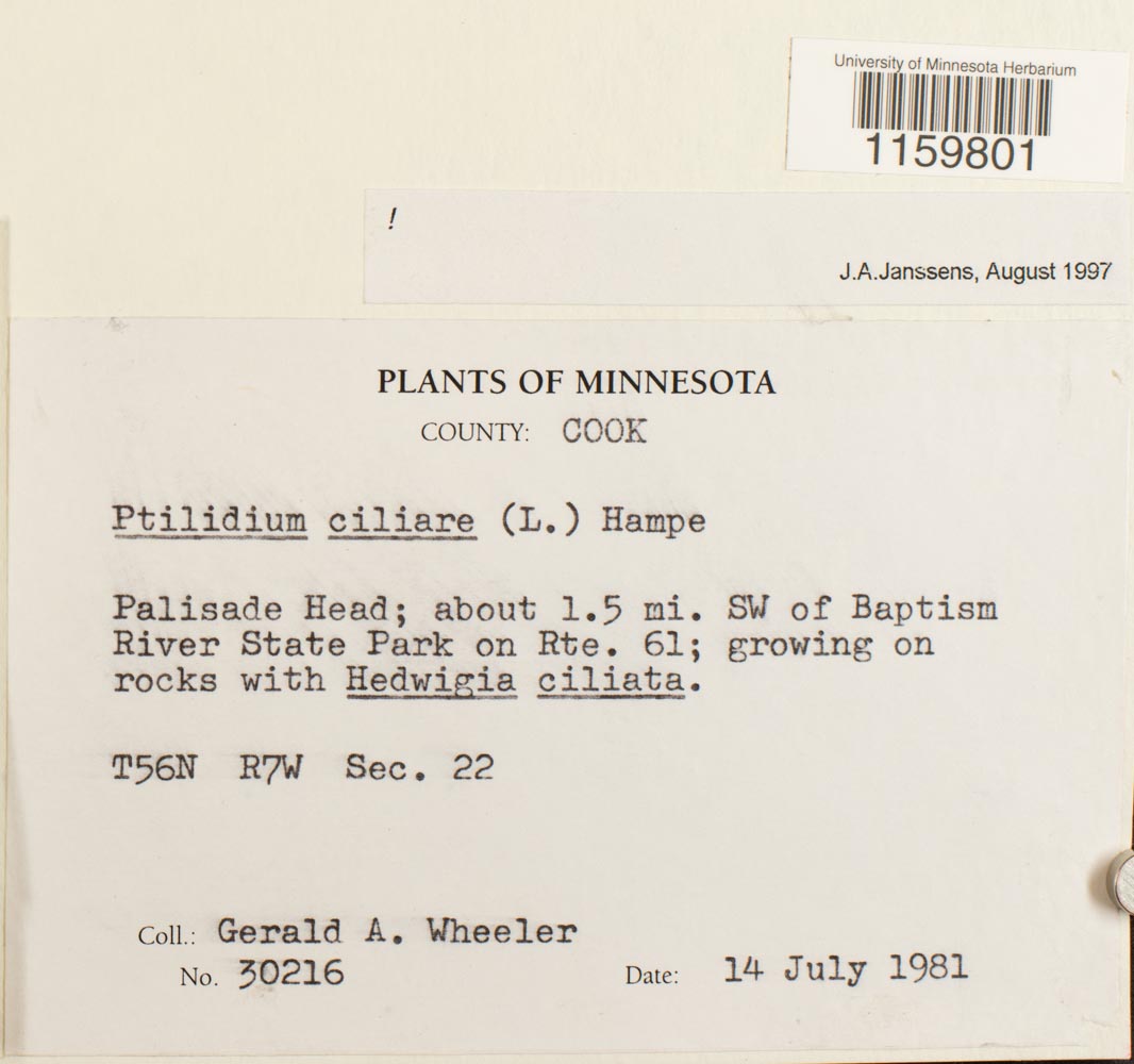 Ptilidium ciliare image