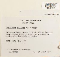 Media resource of Ptilidium ciliare