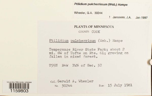 Ptilidium pulcherrimum image