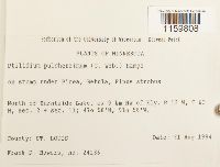 Ptilidium pulcherrimum image