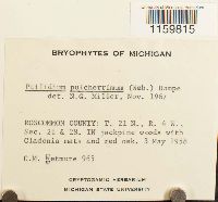 Ptilidium pulcherrimum image