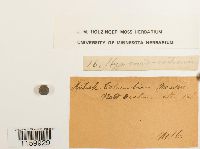 Ptilium crista-castrensis image