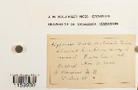 Ptilium crista-castrensis image