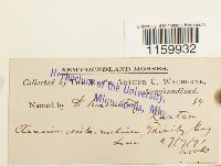 Ptilium crista-castrensis image