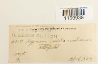 Ptilium crista-castrensis image