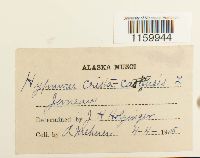 Ptilium crista-castrensis image