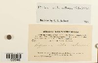 Ptilium crista-castrensis image