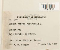 Ptilium crista-castrensis image