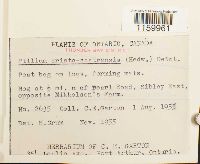 Ptilium crista-castrensis image