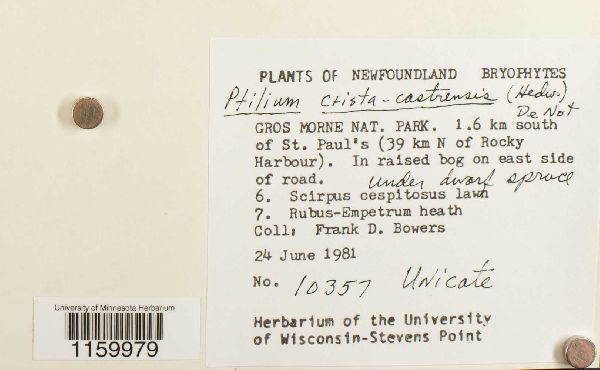 Ptilium crista-castrensis image