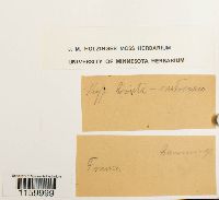 Ptilium crista-castrensis image