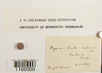 Ptilium crista-castrensis image