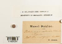 Ptilium crista-castrensis image