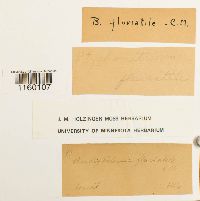 Media resource of Ptychomitrium fluviatile