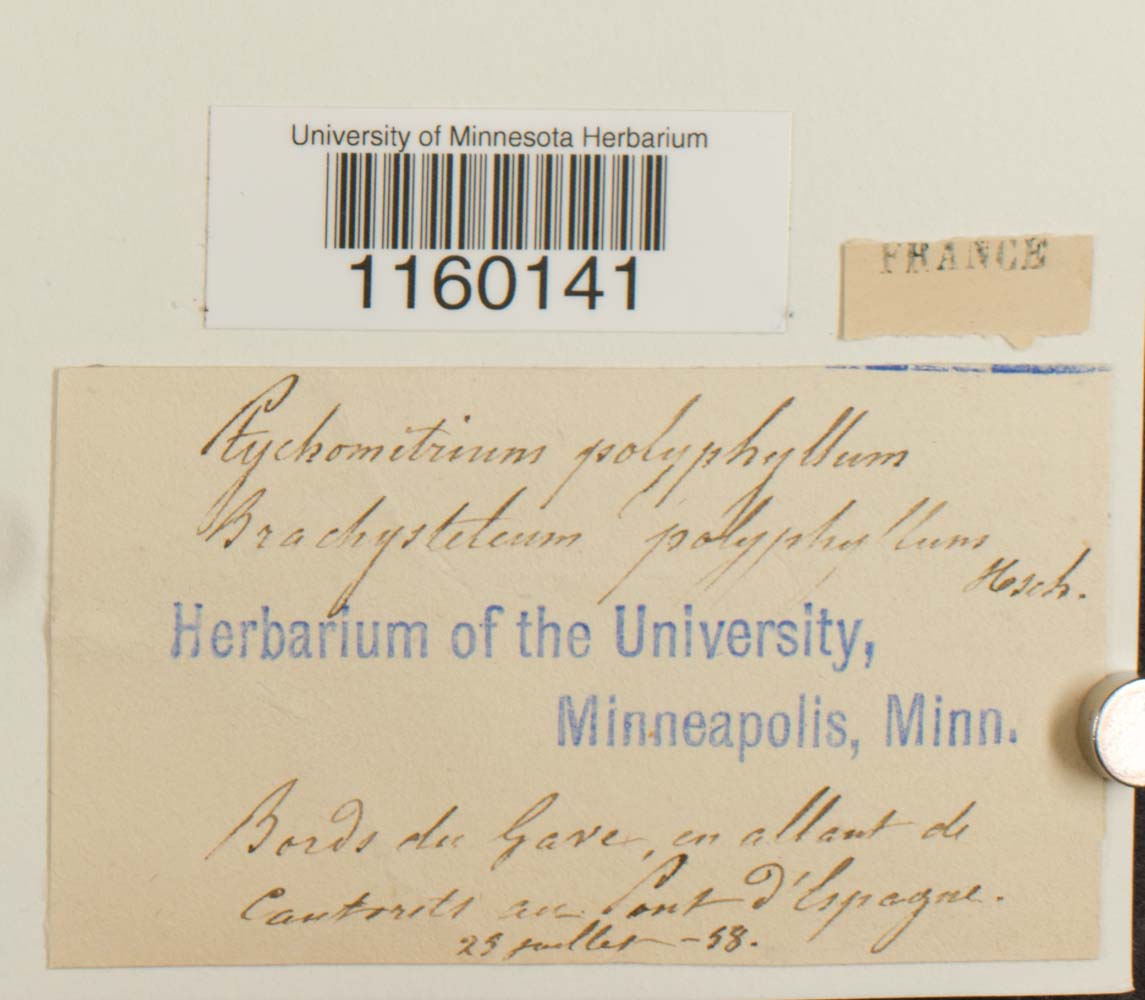 Ptychomitrium polyphyllum image