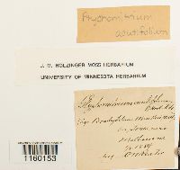 Media resource of Ptychomitrium acutifolium