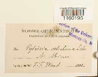 Pylaisiella intricata image