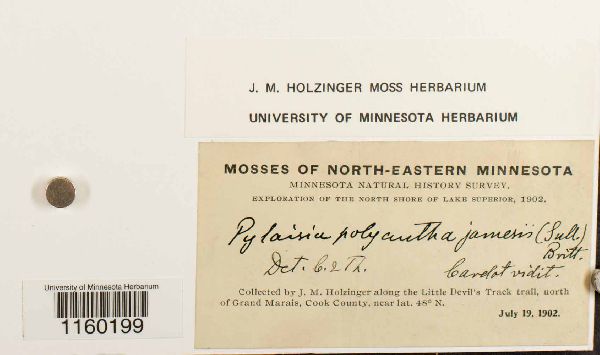 Pylaisiella polyantha image