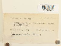 Pylaisiella polyantha image