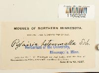 Pylaisiella polyantha image