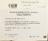 Pylaisiella polyantha image