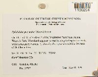 Pylaisiella polyantha image