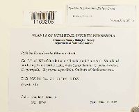 Pylaisiella polyantha image