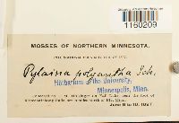 Pylaisiella polyantha image