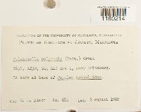 Pylaisiella polyantha image