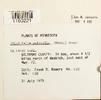 Pylaisiella polyantha image