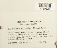 Pylaisiella polyantha image