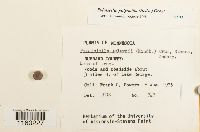 Pylaisiella polyantha image