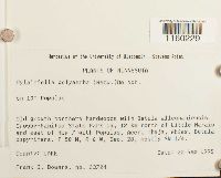 Pylaisiella polyantha image