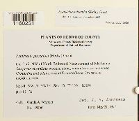 Pylaisiella polyantha image