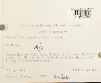 Pylaisiella polyantha image