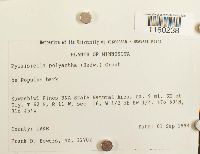 Pylaisiella polyantha image