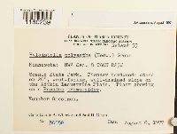 Pylaisiella polyantha image