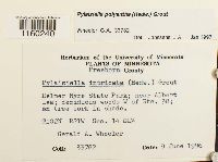 Pylaisiella polyantha image