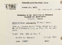 Pylaisiella polyantha image