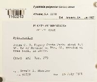 Pylaisiella polyantha image