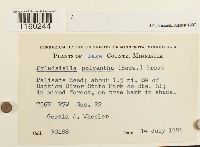 Pylaisiella polyantha image