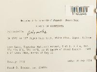 Pylaisiella polyantha image