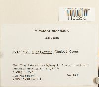 Pylaisiella polyantha image