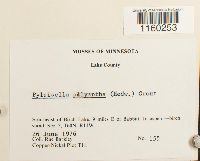 Pylaisiella polyantha image